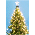 home - LKD 200 TREE